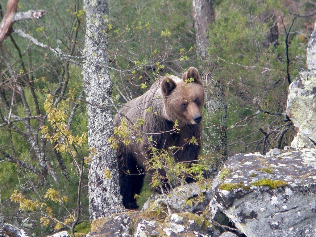 Osa cantábrica adulta
