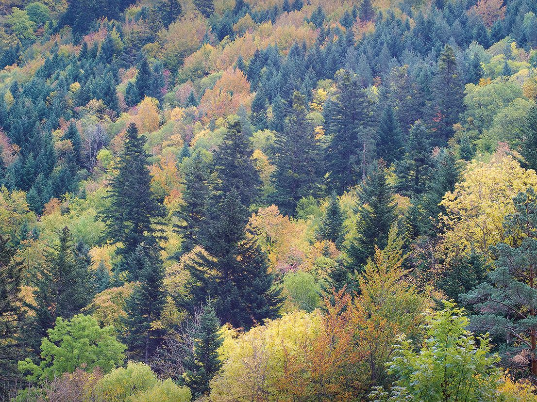 Abetal pirenaico con bosque mixto 01 Iosu Antón copia
