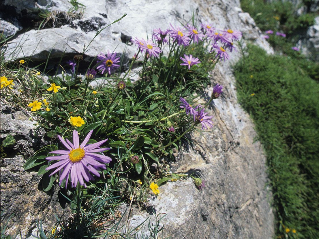 Aster alpinus copia