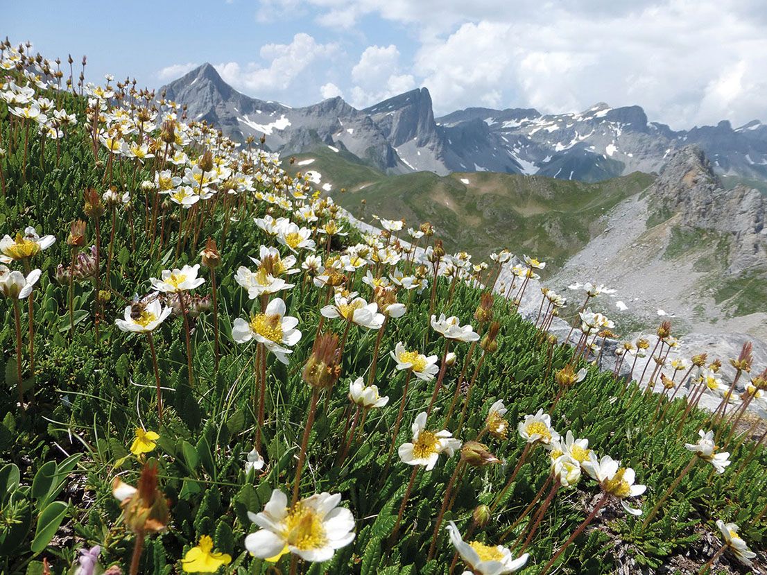 Dryas octopetala copia