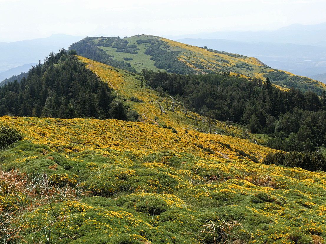 Foto Alfonso San Miguel_Brezales oromediterrneos copia