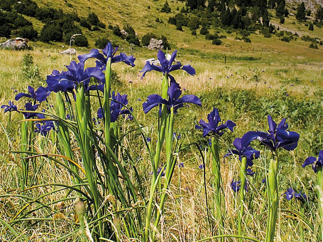 Foto Iosu Anton_Iris latifolia