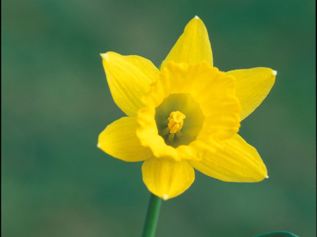 Narcissus asturiensis copia