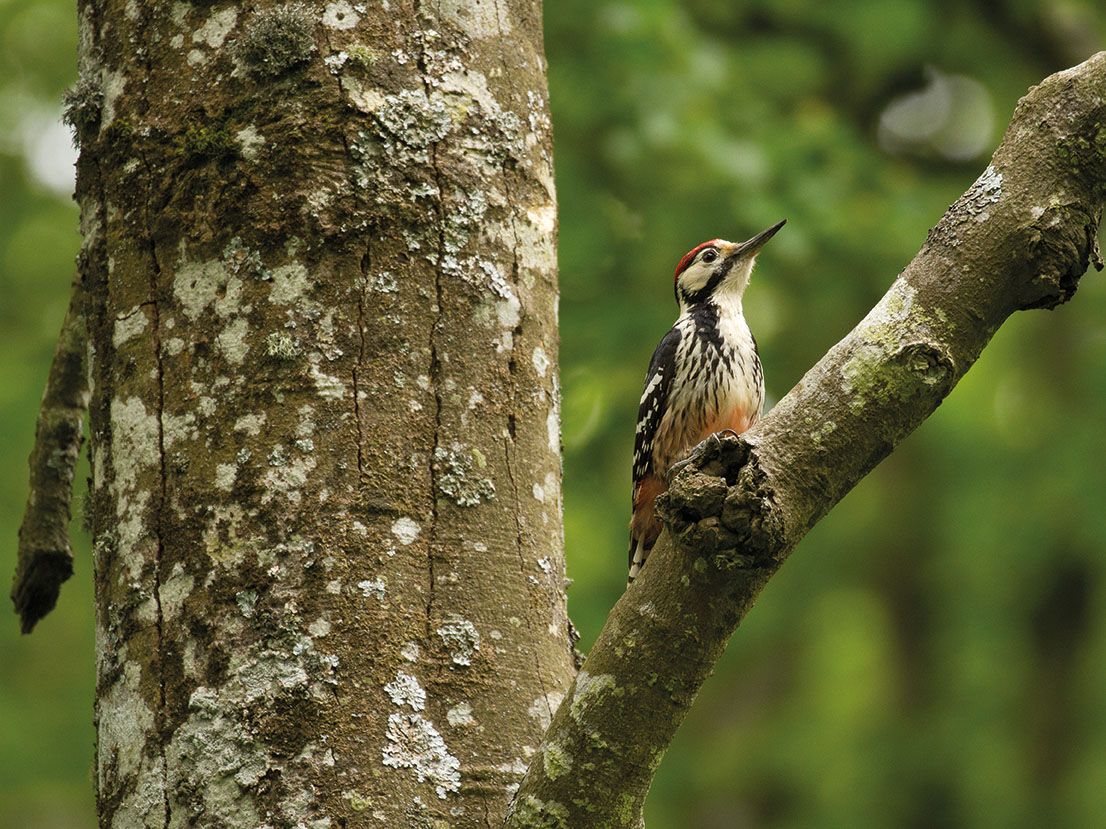 PICO DORSIBLANCO MACHO copia