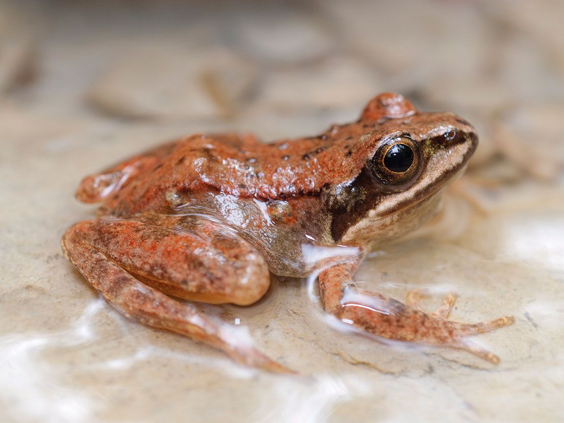 Rana pireniaca Iosu Antón copia
