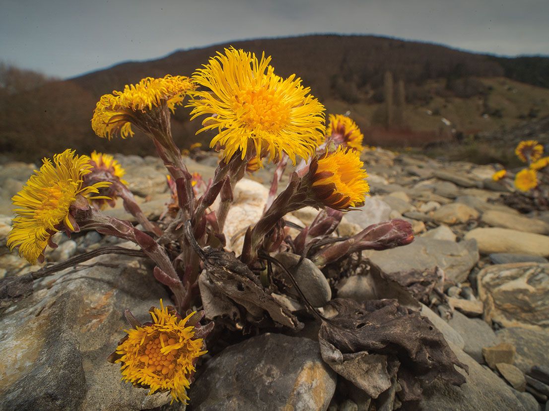 Tussilago farfara en valle Roncal copia