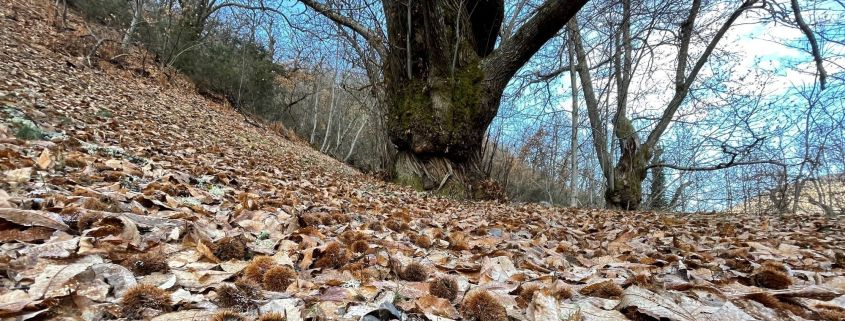 Castañares tradicionales en Páramo del Sil (Alto Sil, León)